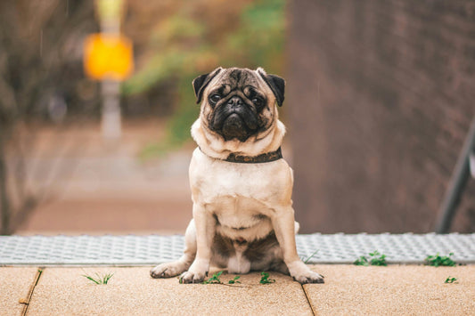 Unique Pet Memorial Gifts: Honoring Your Beloved Companion