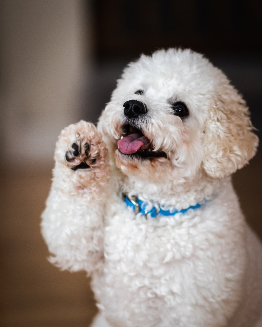 Understanding Your Dog’s Behavior: Tips for Better Communication