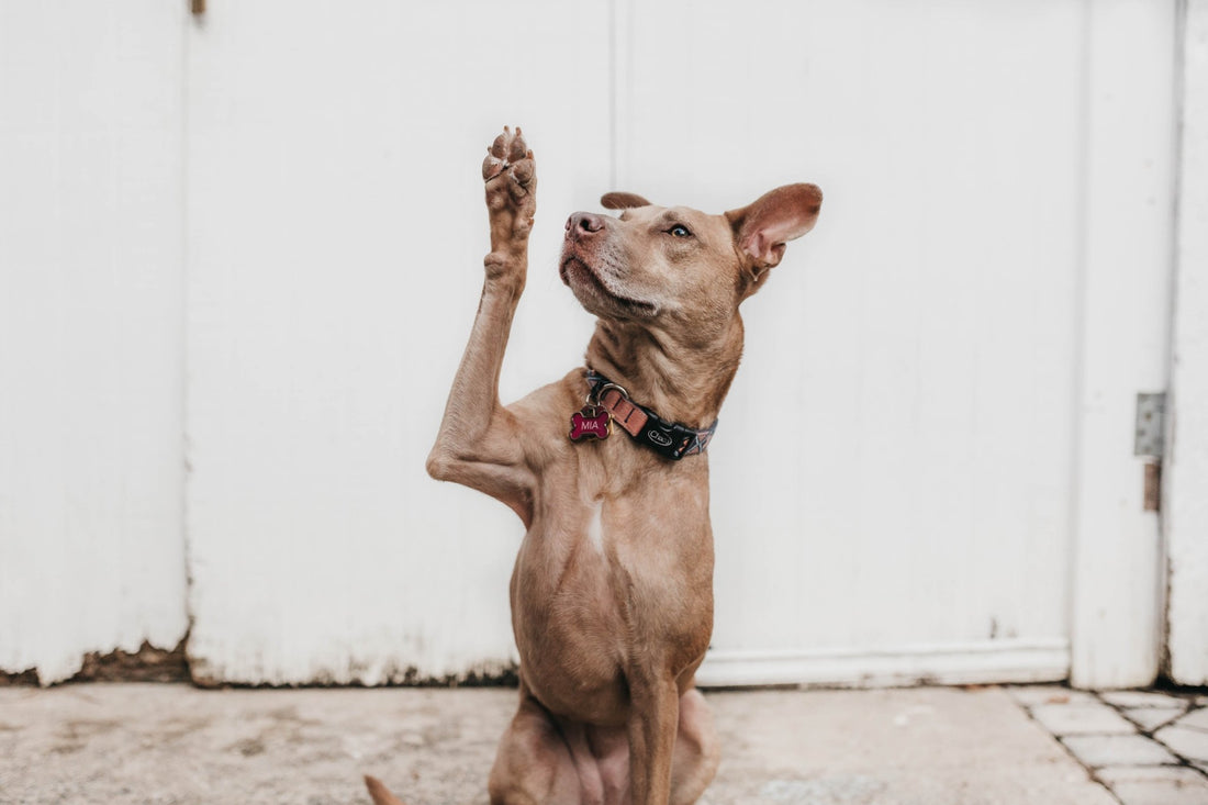 Uncovering the Mystery of Unique Paw Prints