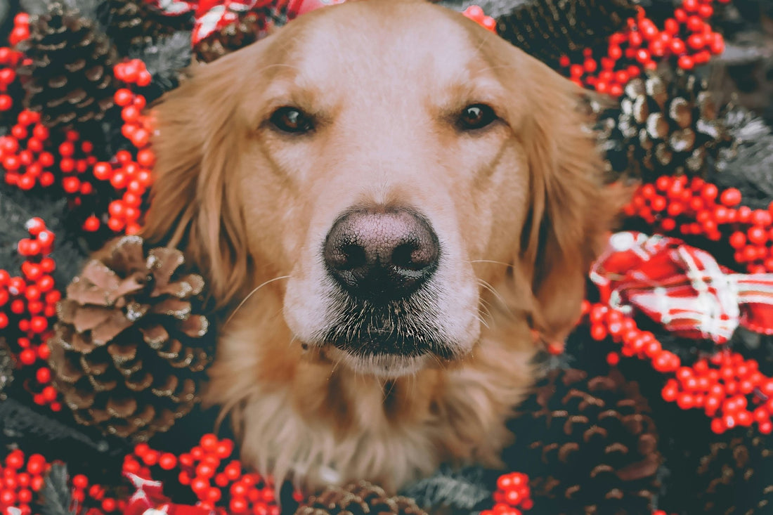 Paw-some Christmas Gift Ideas for Pet Lovers: Personalized Holiday Presents They'll Cherish